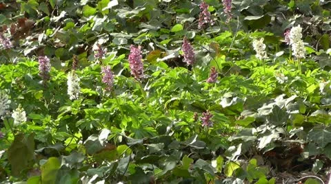 Springtime Wild Flowers Stock-Footage 10868492