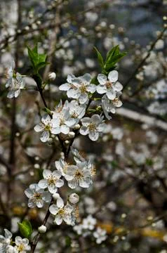 Springtime - an wild plum tree branch with flowers, Sofia city Stock Photos