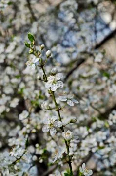 Springtime - an wild plum tree branch with flowers, Sofia city Stock Photos