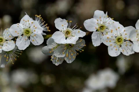 Springtime - an wild plum tree branch with flowers, Sofia city Foto stock