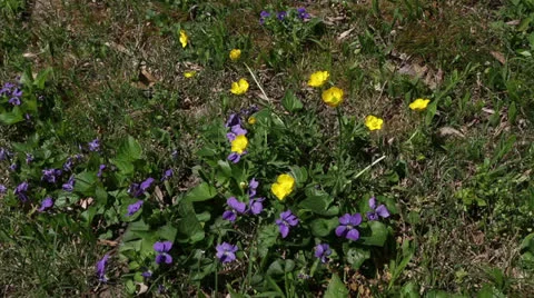 Springtime wildflowers Video stock 22770417