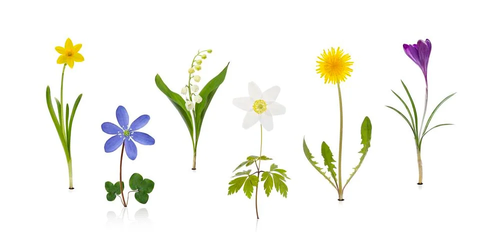 Springtime Wildflowers Stock Photos