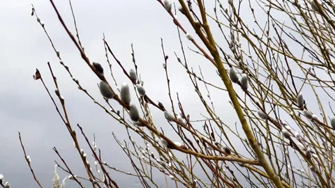 Springtime Willow Buds Stock Footage 270082980