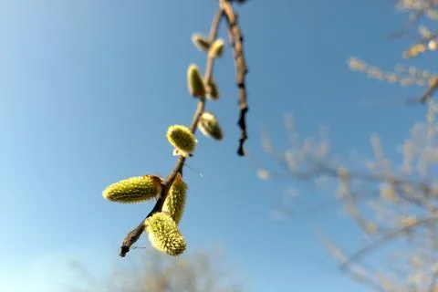 Springtime Willow Twig Blossoms Begin to Show New Growth in Clear Blue Sky Stock Photos