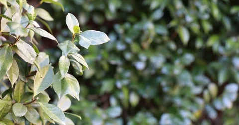 Springtime, wind shaking a small green trees, peace Stock Footage 84843855