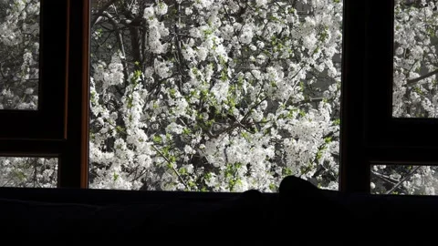 Springtime on the window Video stock 177910821