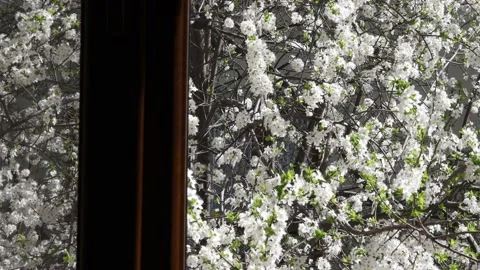 Springtime on the window Video stock 177921740