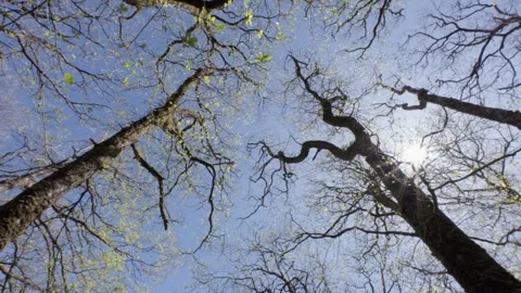 Springtime in a woodland tree canopy, Britain, UK Video stock 334431552