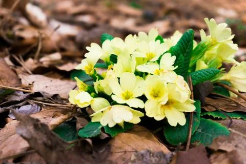 Springtime in the woods Stock Photos