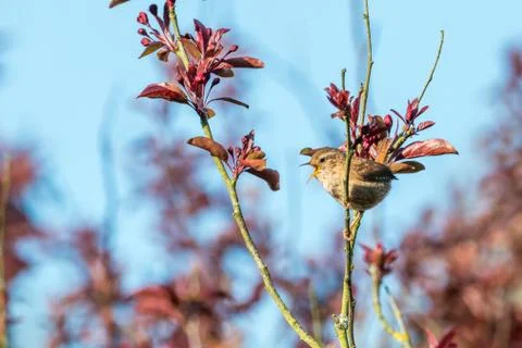 Springtime wren singing Stock Photos