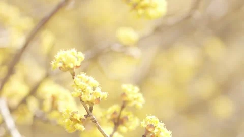 Springtime Yellow Blooms in Sunlight. Stock Footage 270522733