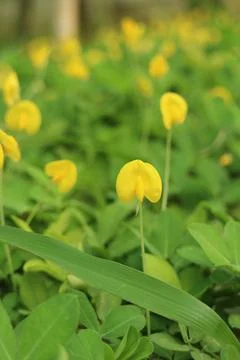 Springtime Yellow Blossoms Stock Photos