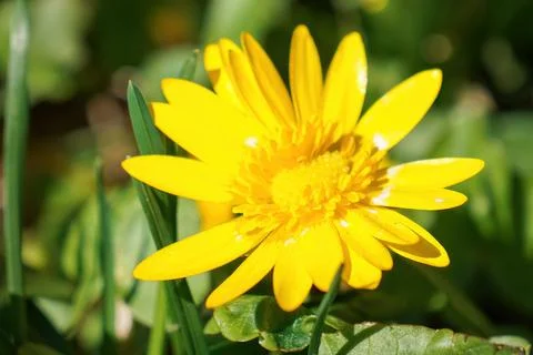 Springtime yellow flower macro. Lesser celandine, ficaria verna or fig buttercup Stock Photos
