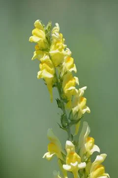 Springtime yellow toadflax Stock Photos