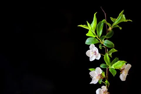 Springtime.Blossoming branch of an apple-tree on a black background. Stock Photos