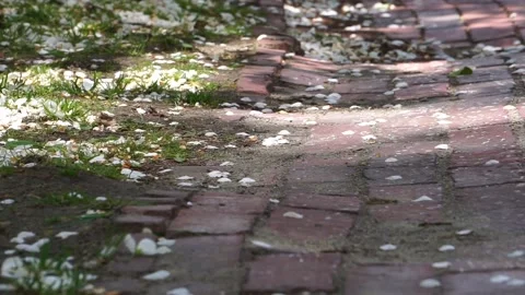SPRINGTIMEBRICKPATH Stock Footage 195993871