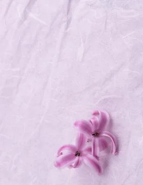 Springtime,cyclamen flower Stock Photos