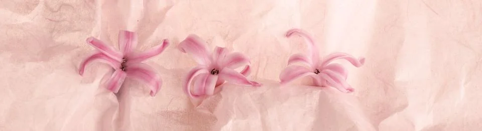 Springtime,cyclamen flower Stock Photos