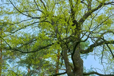 Springtime.Green blossoming nice tree oak, positive mood Stock Photos