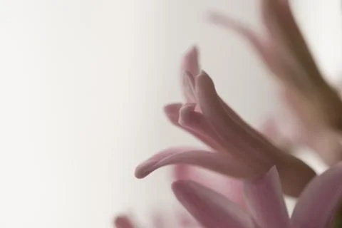 Springtime,hyacinths close up on white Stock Photos