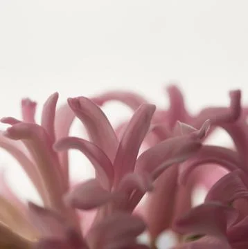 Springtime,hyacinths close up on white Stock Photos