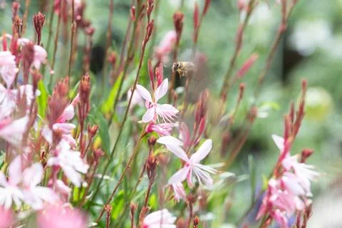 Springtimes happy bee drinking pollen Stock Photos