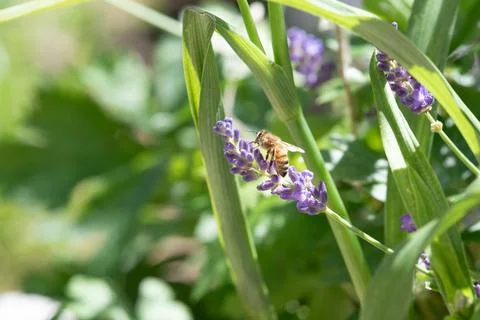 Springtimes happy bee drinking pollen Foto stock