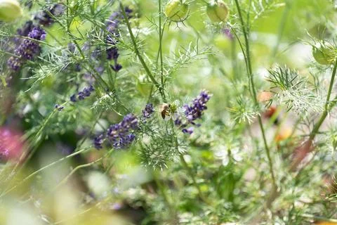 Springtimes happy bee drinking pollen Stock Photos