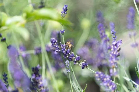 Springtimes happy bee drinking pollen Stock Photos