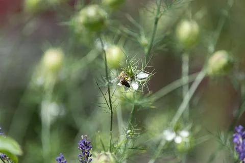 Springtimes happy bee drinking pollen Foto stock