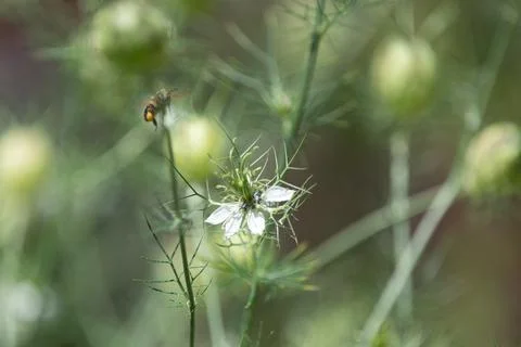 Springtimes happy bee drinking pollen Stock Photos