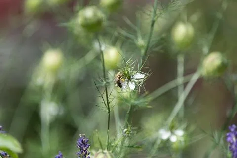 Springtimes happy bee drinking pollen Foto stock