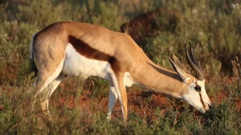 Sprinkbok gazelle feeding on grass Stock Footage