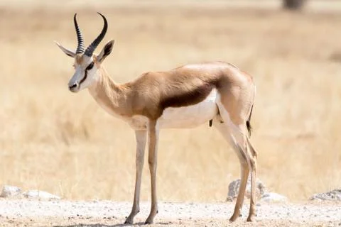 Sprinkbok Stock Photos
