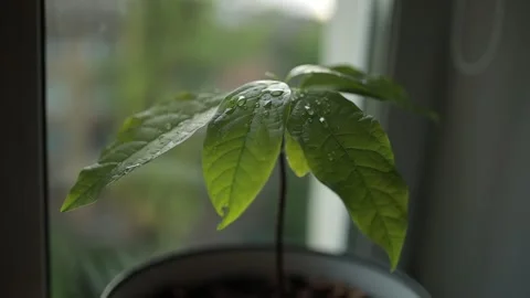 Sprinkle avocado leaves with water. Stock Footage 165415832