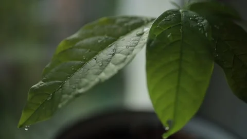 Sprinkle avocado leaves with water. Stock Footage 165415912