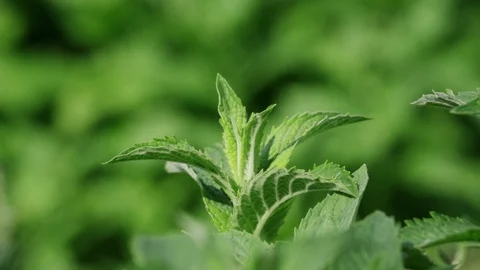 Sprinkle a leaf of mint with water and it moves Stock Footage 127859490