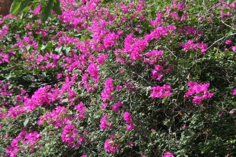 Sprinkle of Pink Stock Photos