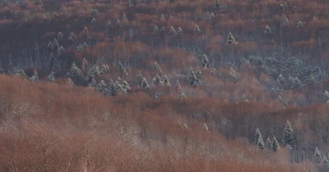 Sprinkled with snow beech forest in Carpathians mountains, Europe 4k, tilt right Video stock 84490095