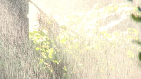 Sprinkler 3 Stock Footage 23428004