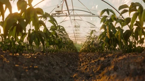 Sprinkler arms gently move, irrigating the plants as warm sunlight filters .. Stock Footage 294978322