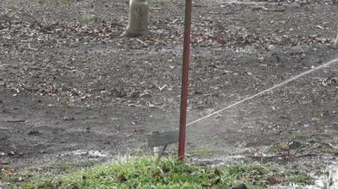 Sprinkler Blowback 1 Stock-Footage 10583449