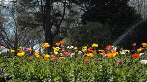Sprinkler on Flowers Stock Footage 41320641