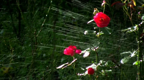 Sprinkler &amp; Flowers (loop) Stock Footage 344109