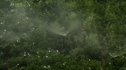 Sprinkler in garden Video stock 60265539