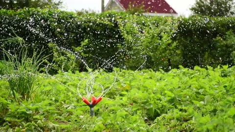 Sprinkler in the garden Stock Footage 93181173