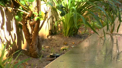 Sprinkler goes on 2 Stock-Footage 516832