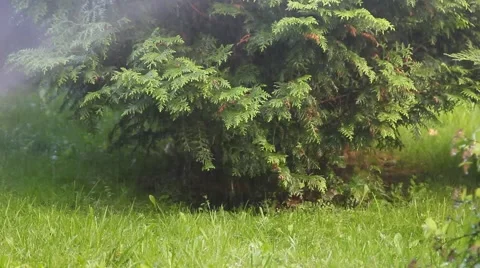 Sprinkler in grass Stock Footage 50584292