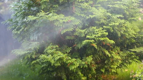 Sprinkler in grass Stock Footage 50619702