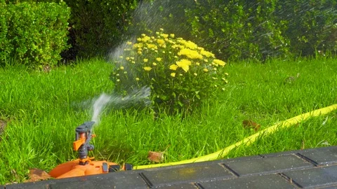 Sprinkler head of automatic watering the bush Stock Footage 117672893